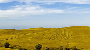 beige grass field under calming sky, landscape, field HD wallpaper