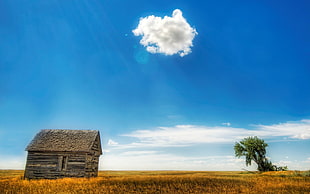 brown house on grass field and one tree during daytime HD wallpaper