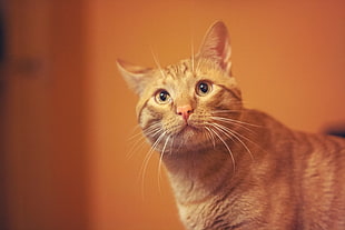 brown tabby cat photo with brown background