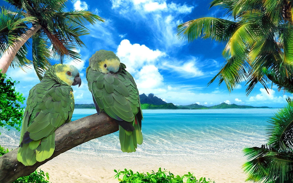 two green parrots on tree painting HD wallpaper