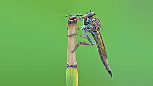 closeup photo of brown Dragonfly on grass, robber fly HD wallpaper