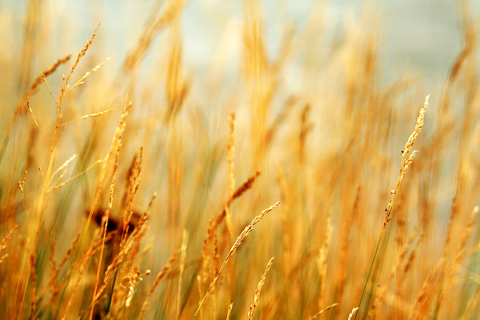 Focus photography of field of grass HD wallpaper | Wallpaper Flare