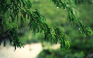 green and brown tree painting, rain, trees