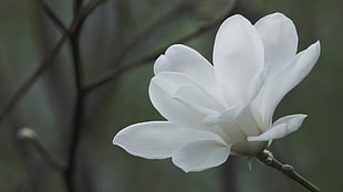 selective focus photography of white petaled flower