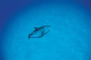 gray dolphin under the sea HD wallpaper