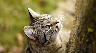 two white-and-brown tabby kittens, animals, cat, closeup