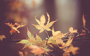 green leafed plant