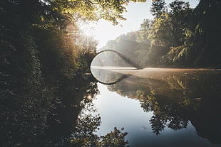 green leafed plants, river, nature, lights, park