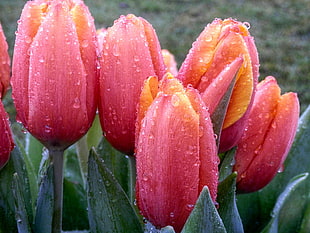 pink flowers with dew drops during daytime