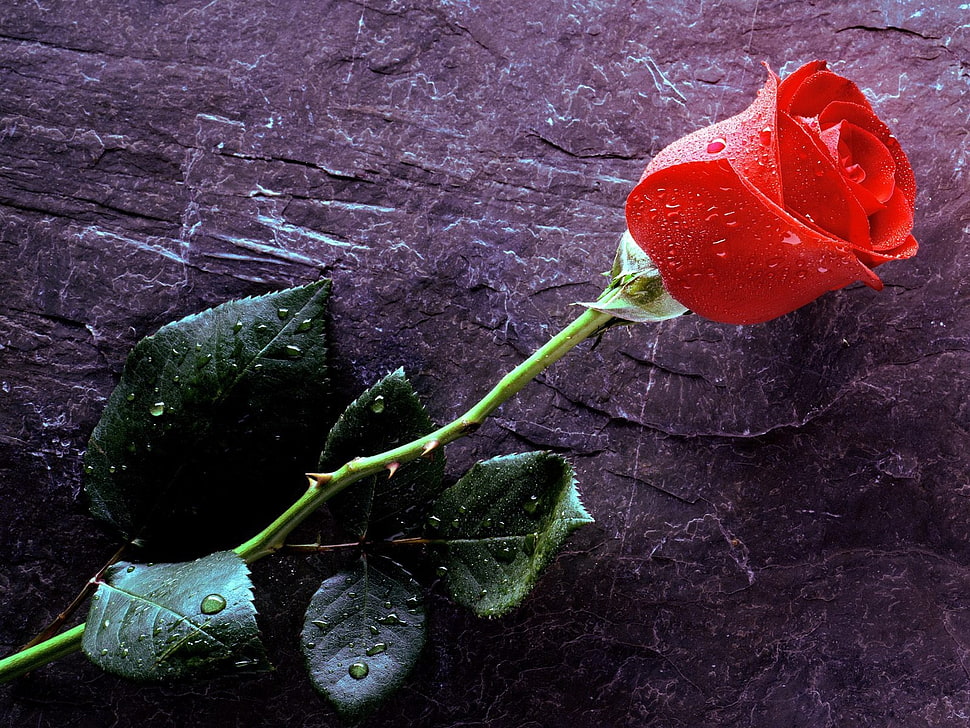 photo of wet red rose HD wallpaper