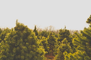 green fern trees, Trees, Tops, Summer