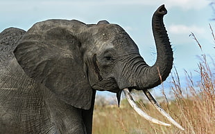 gray elephant in grass field HD wallpaper