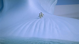 two penguins on snow