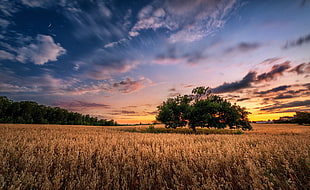 brown rice field, trees, sky, blue, sunlight