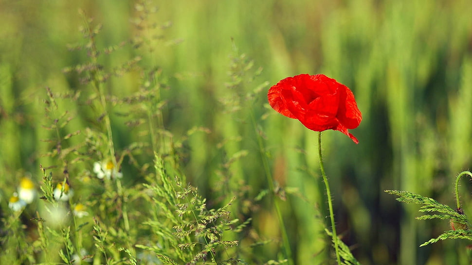 selective photo of red petaled flower HD wallpaper