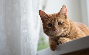 orange Tabby cat near white window curtain HD wallpaper
