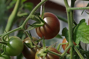 green and red tomatoes HD wallpaper