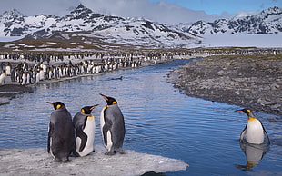 four black-white-and-yellow penguins, nature, landscape, penguins, animals HD wallpaper