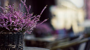 selective focus photography\ purple petaled flower with basket HD wallpaper