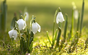 closeup photo of white petaled flowers during daytime