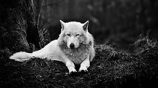 grayscale photo of wolf, wolf HD wallpaper