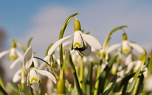 close up photography white 5-petaled flower HD wallpaper