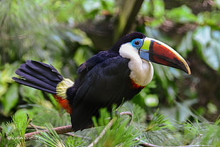 black white and red bird