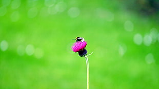 Bumble Bee perched on purple petaled flower at daytime HD wallpaper