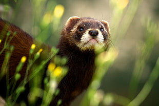 brown and white rodent, animals, ferret, depth of field