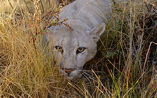 Lion,  Grass,  Eyes,  Face