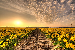 sun flower field