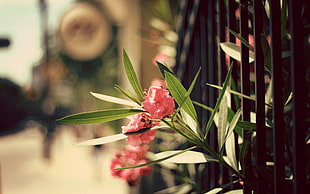 shallow focus photography of pink flowers beside black metal fence