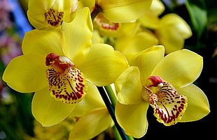 microphotography of yellow petal orchids HD wallpaper
