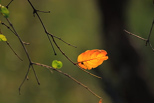 yellow leaf shallow capture photography