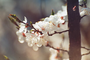 white petaled flowers, flowers, white flowers