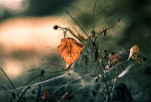 brown leafed plant illustration, fall, leaves, plants, macro