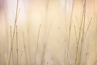 focus photography of brown leaf branch