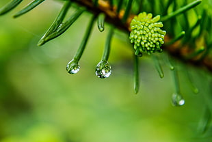 pine leaves with dewdrops selective focus photography HD wallpaper
