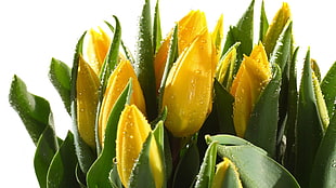 closeup photo of yellow petaled flowers