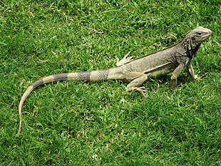 green and black reptile on green grass HD wallpaper