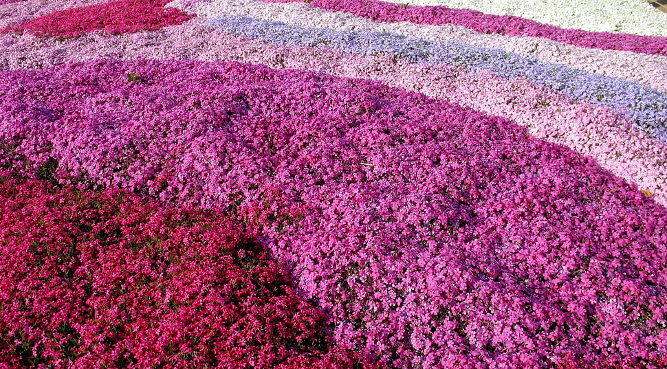 purple mat HD wallpaper