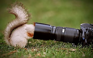 black DSLR camera, squirrel, closeup HD wallpaper