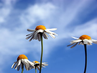 marco photography of white coneflower HD wallpaper