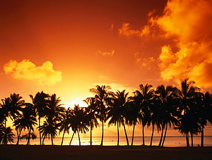 silhouette photo of coconut trees, island, sunset, palm trees HD wallpaper