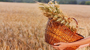 brown wooden wicker basket, wheat, field, baskets, hands HD wallpaper