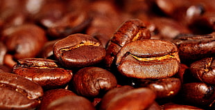 brown coffee beans HD wallpaper