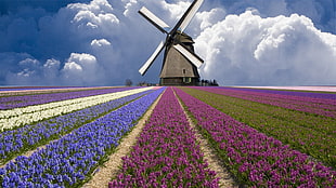 gray windmill, nature, windmill, Netherlands HD wallpaper