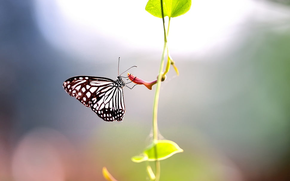 Paper Kite Butterfly on plant in close-up photography HD wallpaper