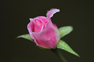 macro photography of pink Rose flower HD wallpaper