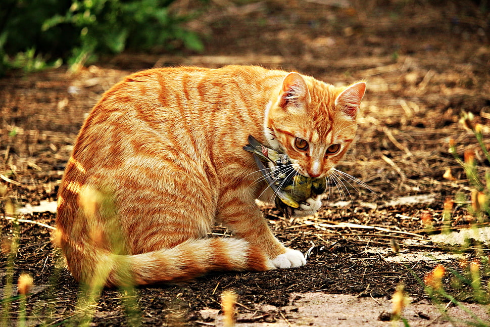 Orange tabby cat eating bird HD wallpaper | Wallpaper Flare